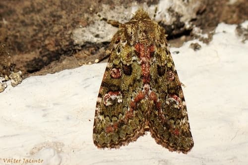 Feathered Ranunculus