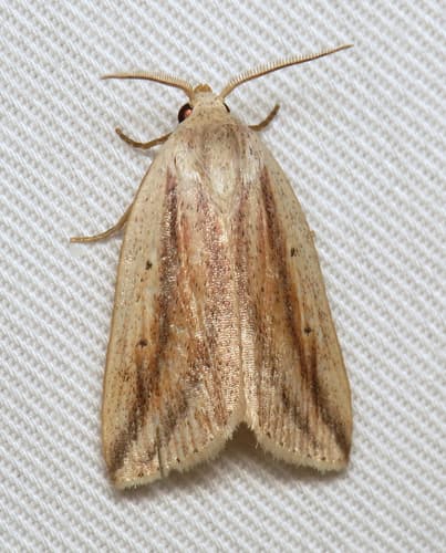 Feeble Grass Moth