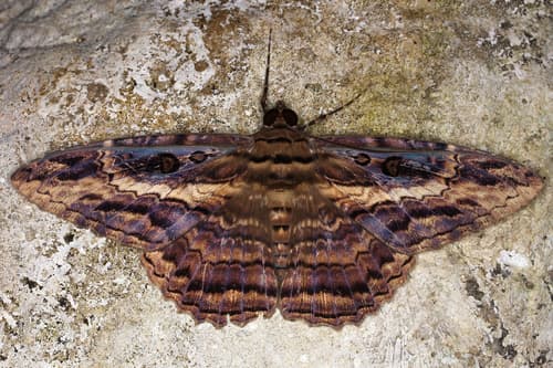 No widely recognized common name