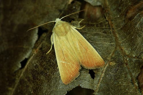 Fen Wainscot