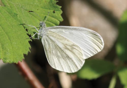 Fenton’s Wood White