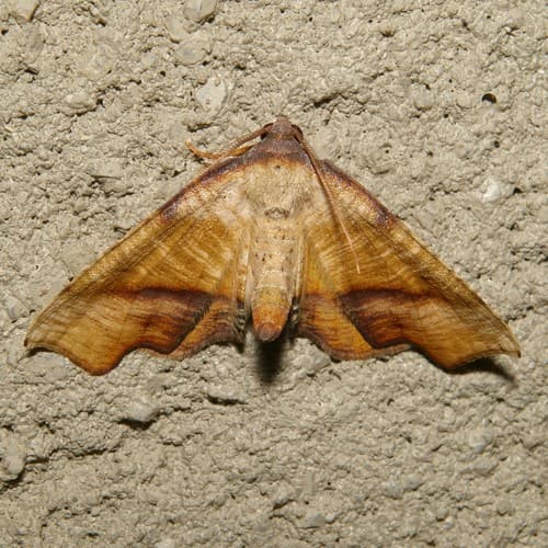 Fervid Plagodis Moth