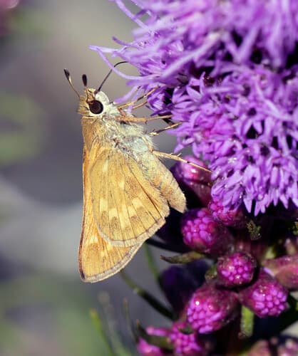 Field Skipper