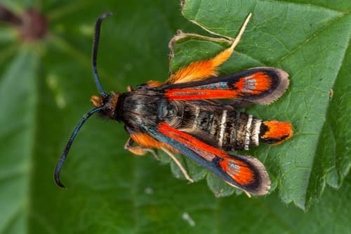 Fiery Clearwing