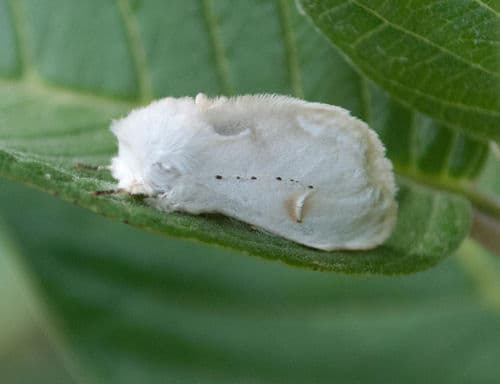 Fig tree moth