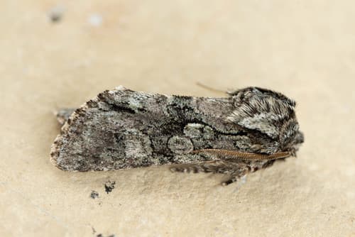 Figure-eight Sallow