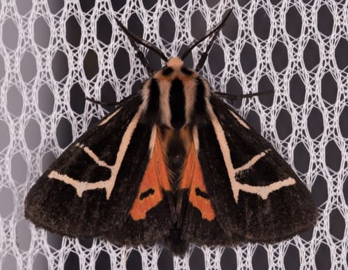 Figured Tiger Moth