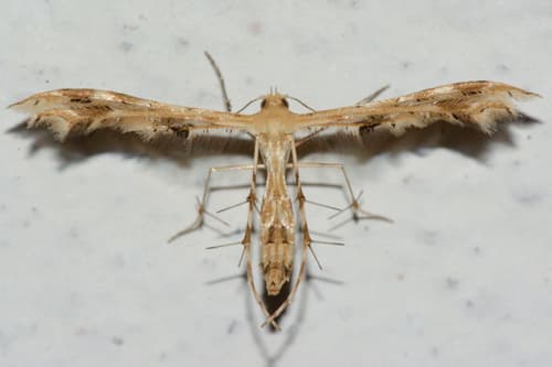 Fire-flag Plume Moth