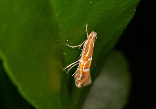 Firethorn Leafminer
