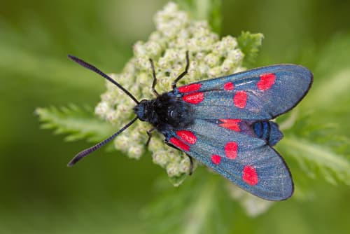 Five-spot Burnet