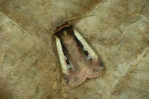 Flame Shoulder Moth