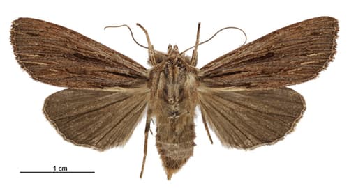 Flax notcher moth