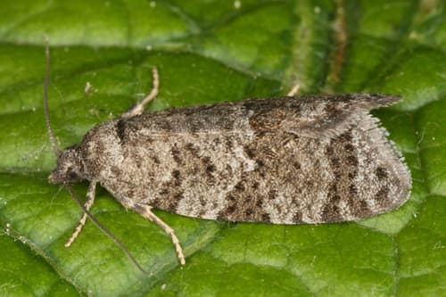 Flax Tortrix