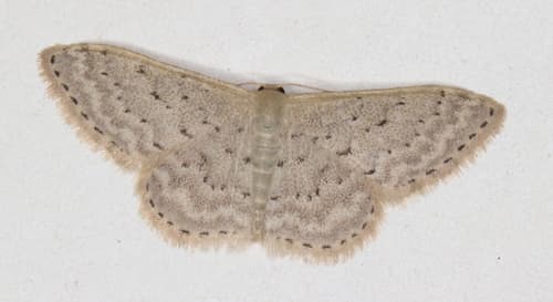 Flecked Wave Moth