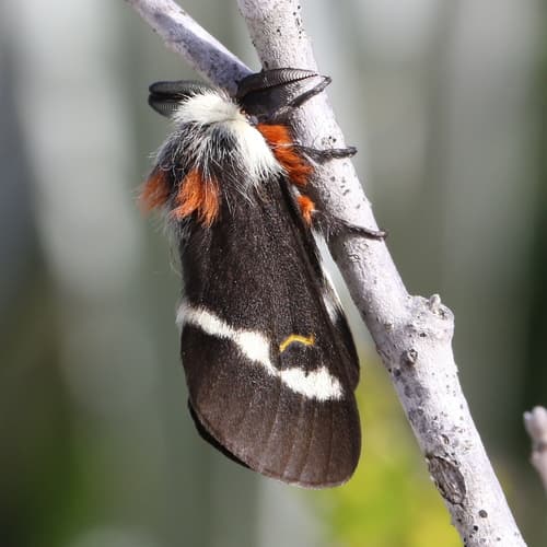 Florida Buck Moth