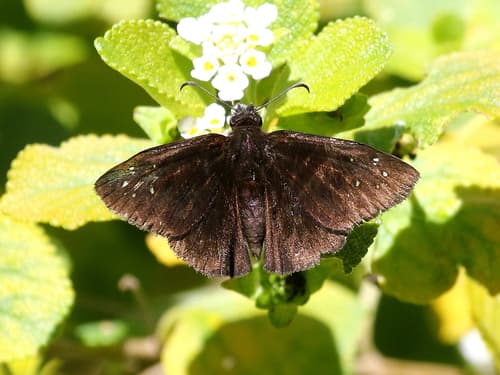 Florida Duskywing