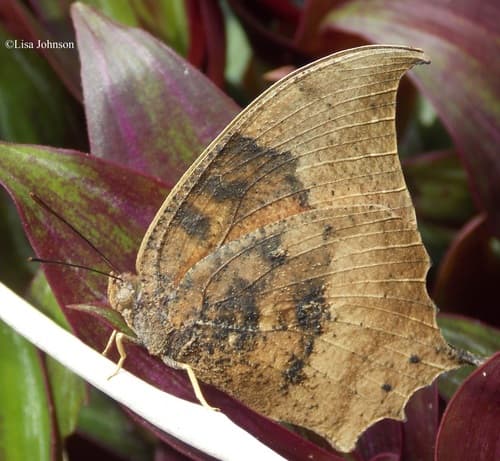 Florida Leafwing