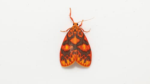 Tricolor Lichen Moth