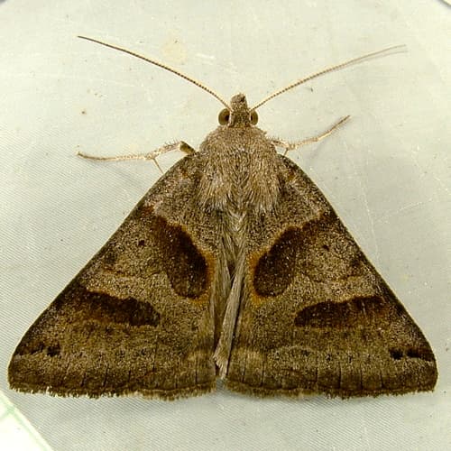 Forage Looper Moth