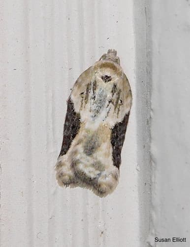 Forbes' Acleris Moth