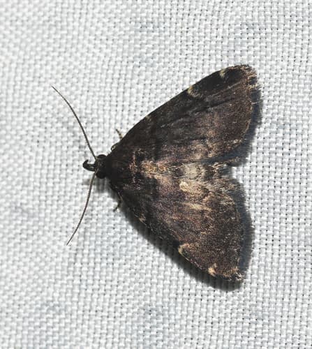 Forbes' Idia Moth