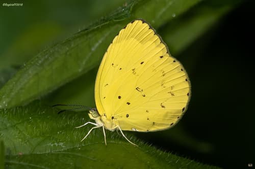 Forest Grass Yellow