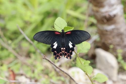 Formosan Swallowtail
