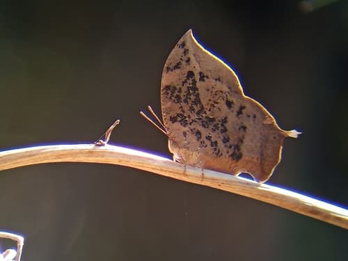 Forrer's Leafwing