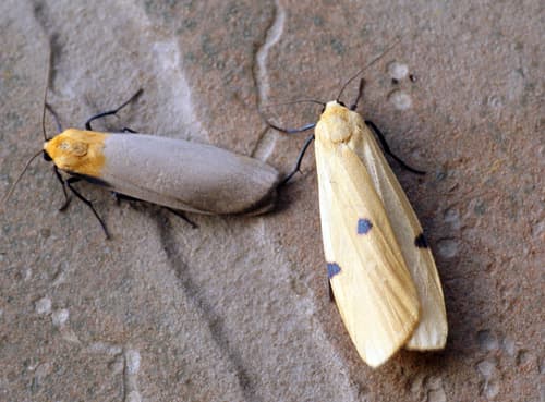 Four-spotted Footman