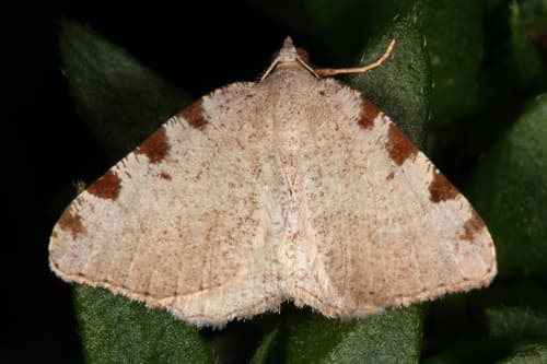 Four-spotted Granite