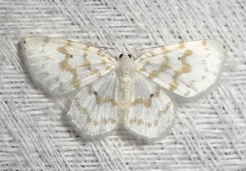 Fragile White Carpet