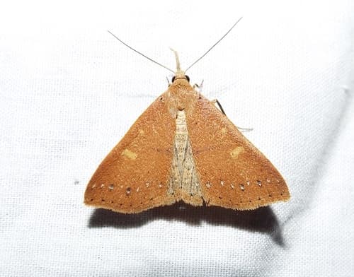Fraternal Renia Moth