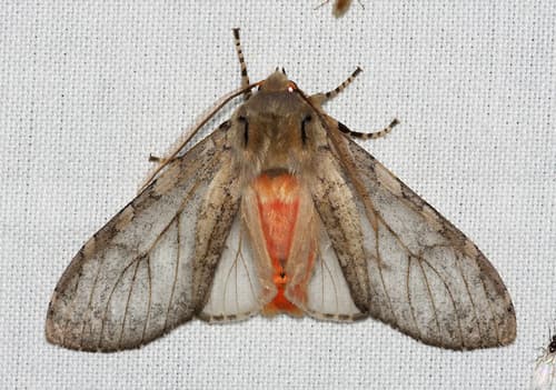 Freckled Glassy-wing