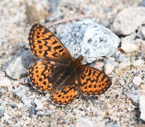 Freija Fritillary