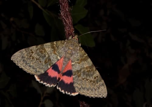 French Red Underwing