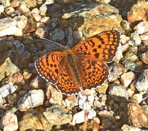 Freyer's Fritillary