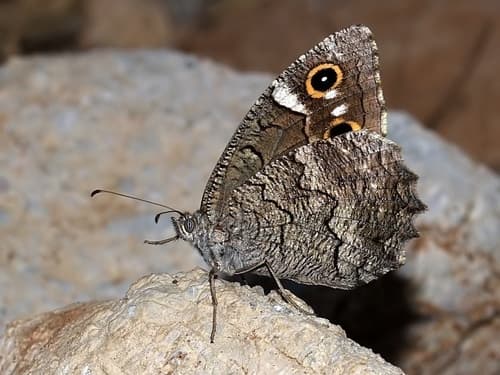 Freyer's Grayling
