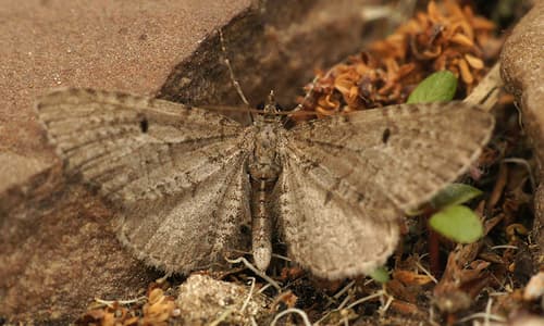 Freyer's Pug Moth