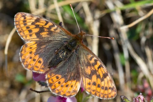 Frigga Fritillary