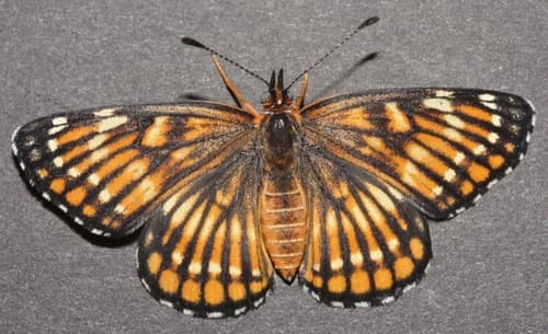 Fulvia Checkerspot