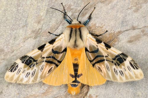Fulvocompe nemophila