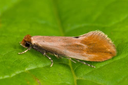 Fulvous Clothes Moth