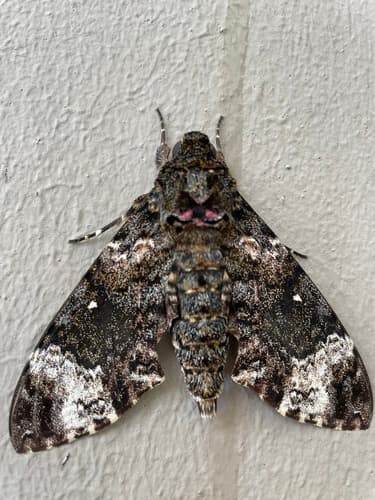 Death's-head Hawkmoth