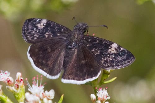Funereal Duskywing