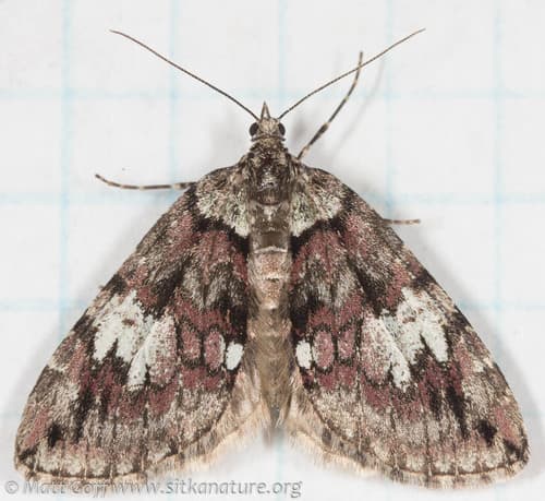 Furious Carpet Moth