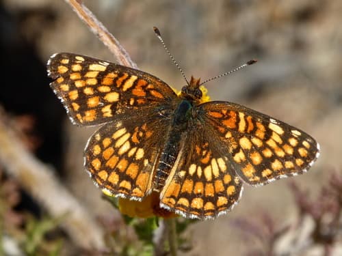 Gabb's Checkerspot