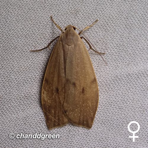 No widely accepted common name