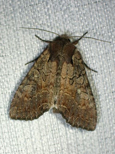 Garden Arches Moth