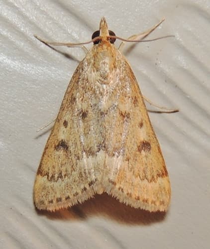 Garden Webworm Moth