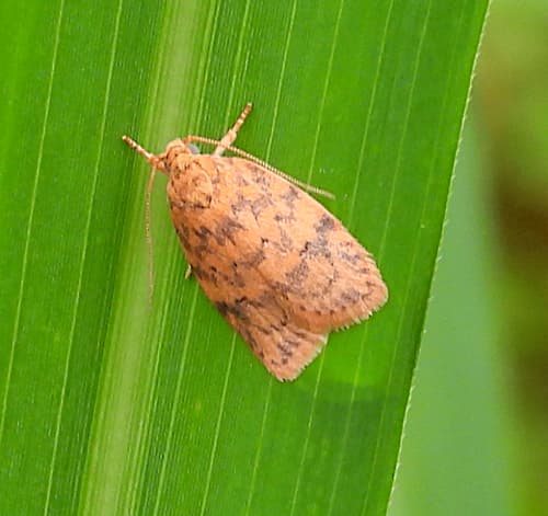 Garrha costimacula